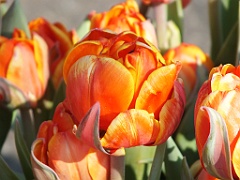 tulipsNL (15)